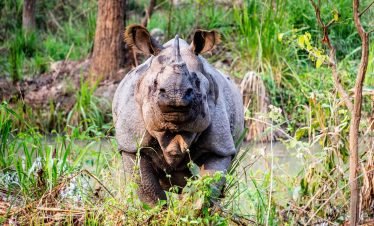 3 Nights 4 Days Comfortable Chitwan Safari Tour